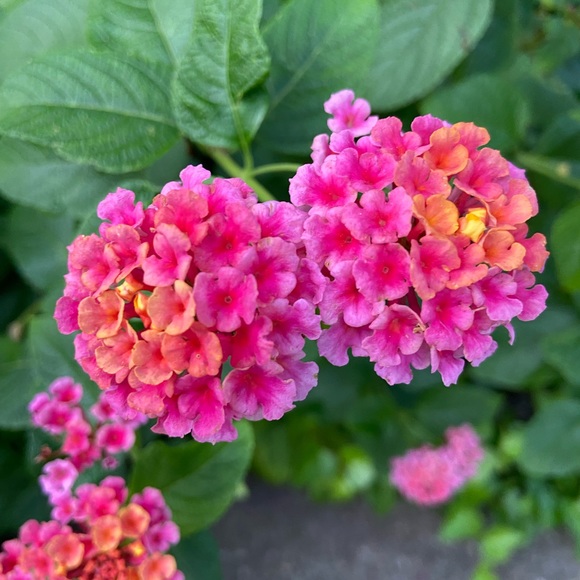 Meet your Buyer/Seller✌🏽️ - Picture 1 of 1